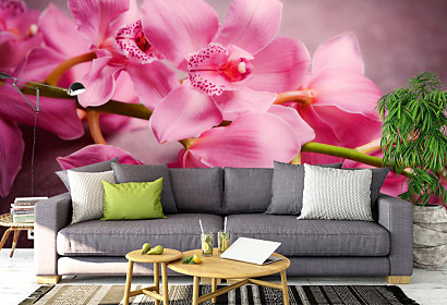 Fototapeta Kúzelná orchidea 1115